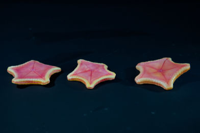 Kissenseestern • Pillow starfish • Oreasteridae - natural si