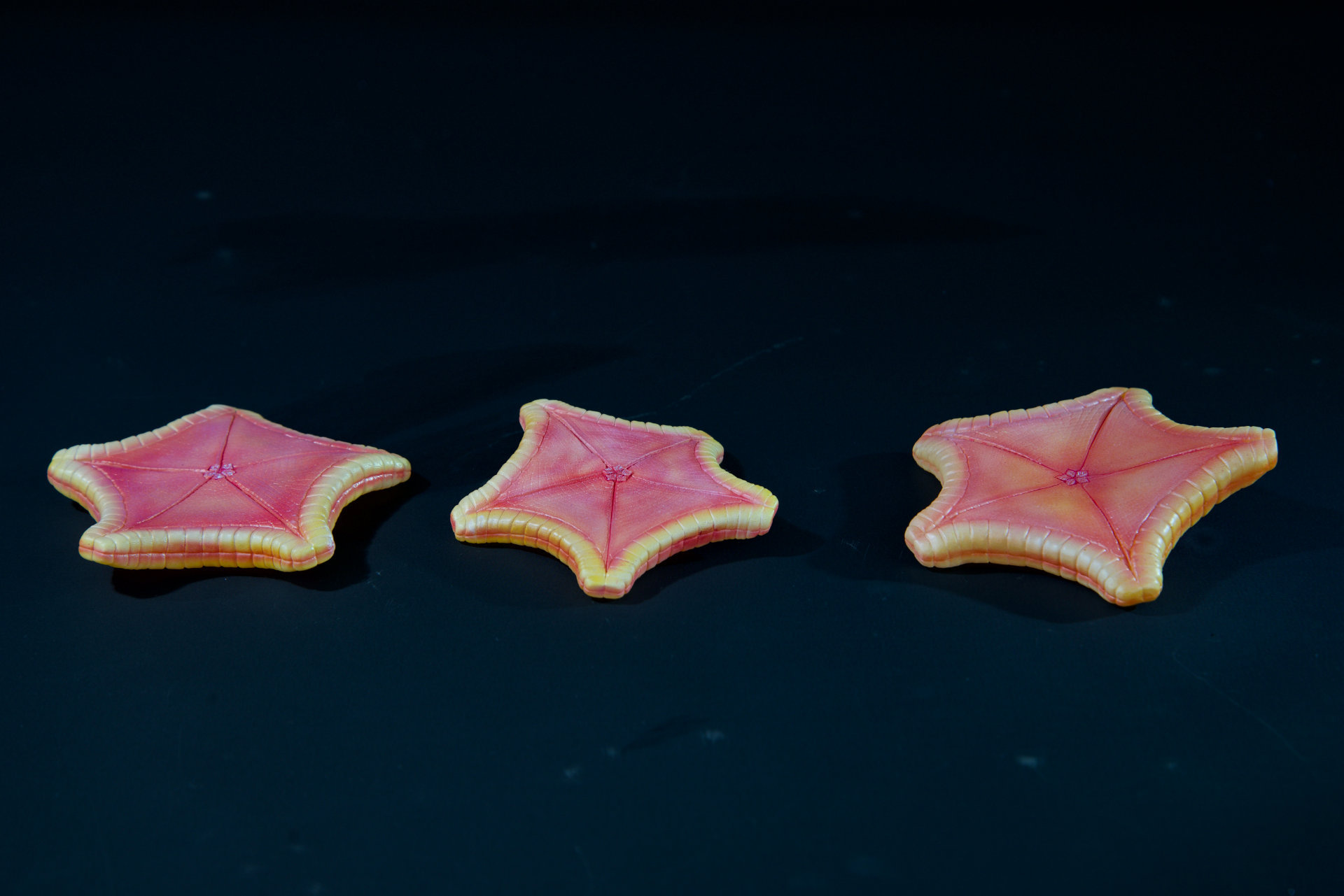 Kissenseestern • Pillow starfish • Oreasteridae - natural size 