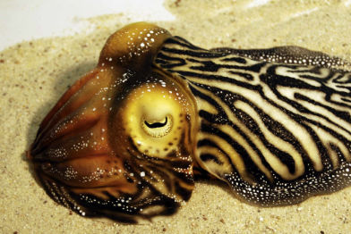 Sepia 1• Sepia • Sepia- 40 cm