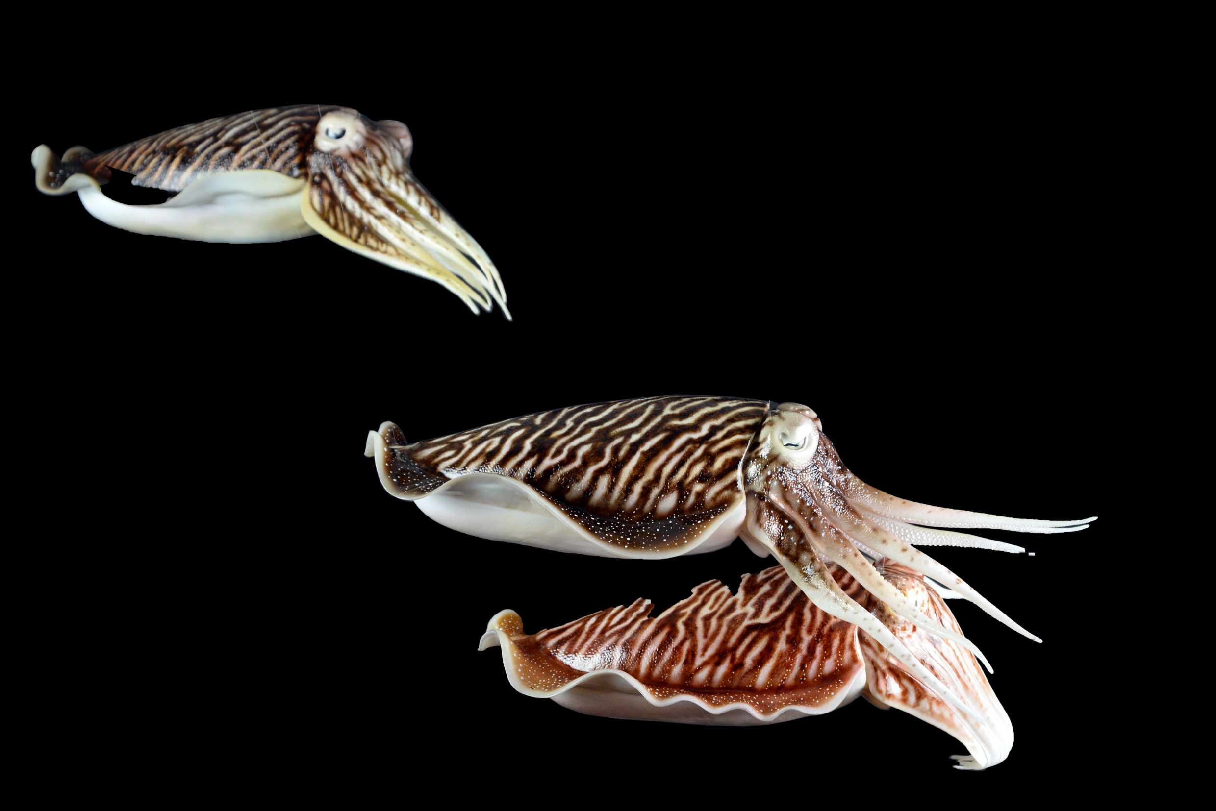 Sepia 1• Sepia • Sepia- 40 cm 