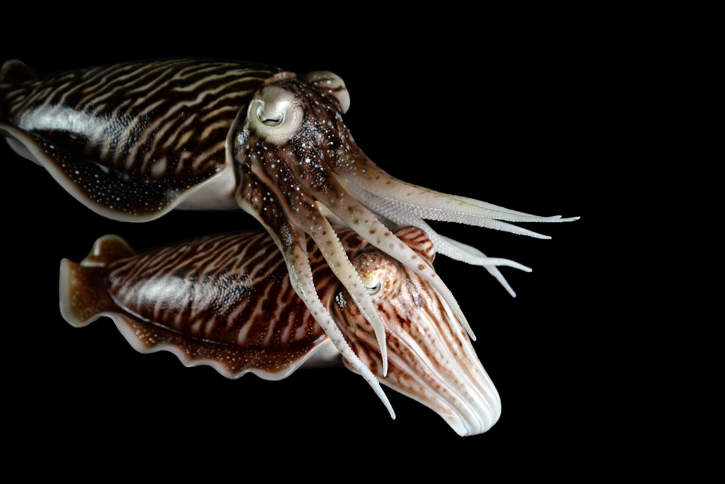 Sepia 1• Sepia • Sepia- 40 cm 