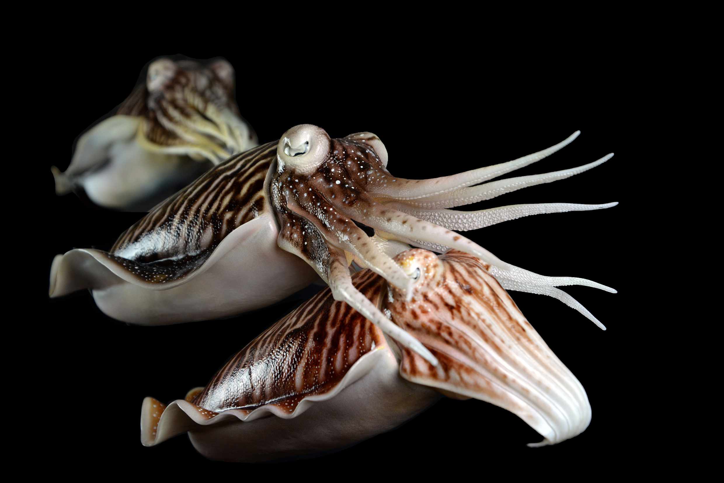 Sepia 1• Sepia • Sepia- 40 cm 