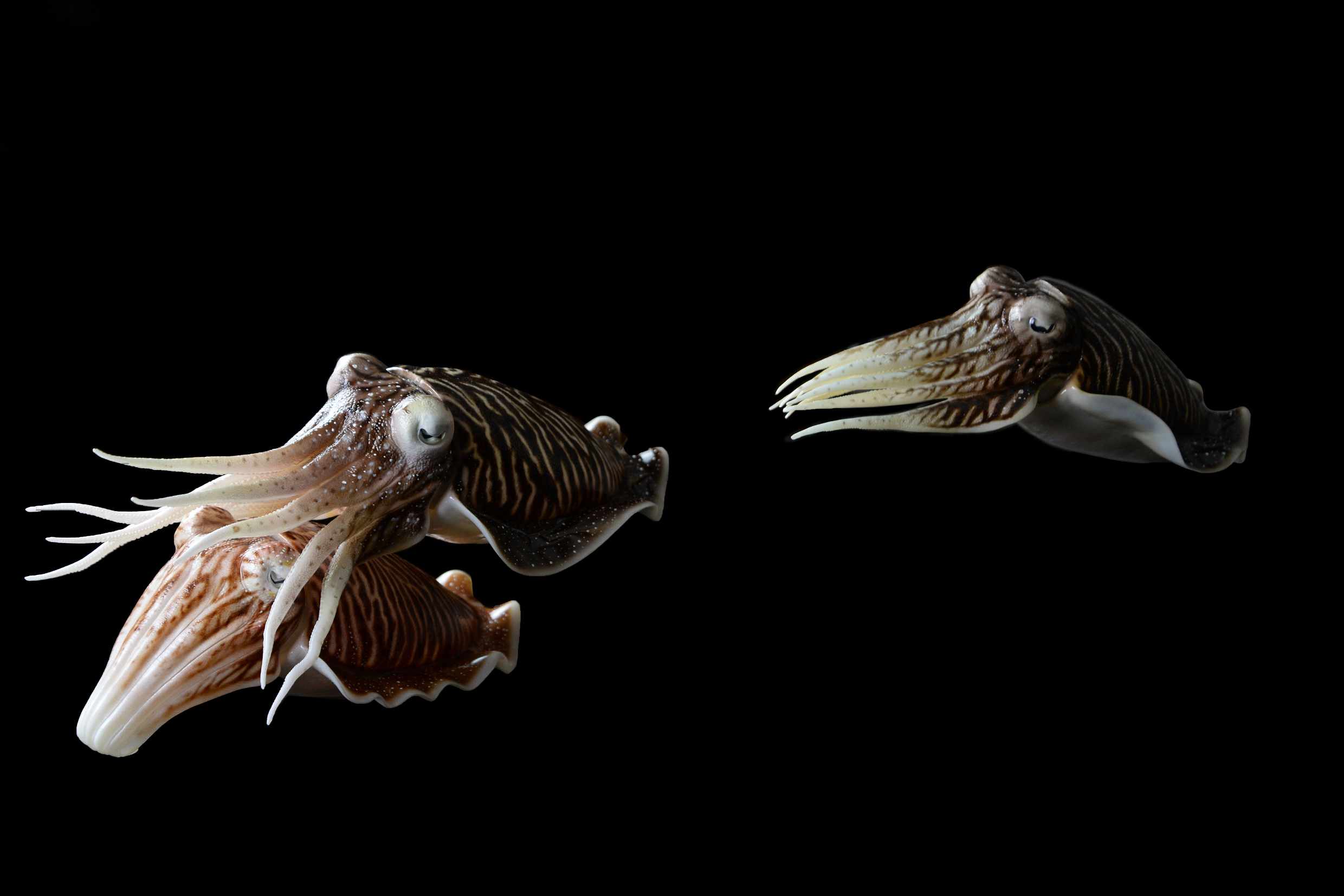 Sepia 1• Sepia • Sepia- 40 cm 