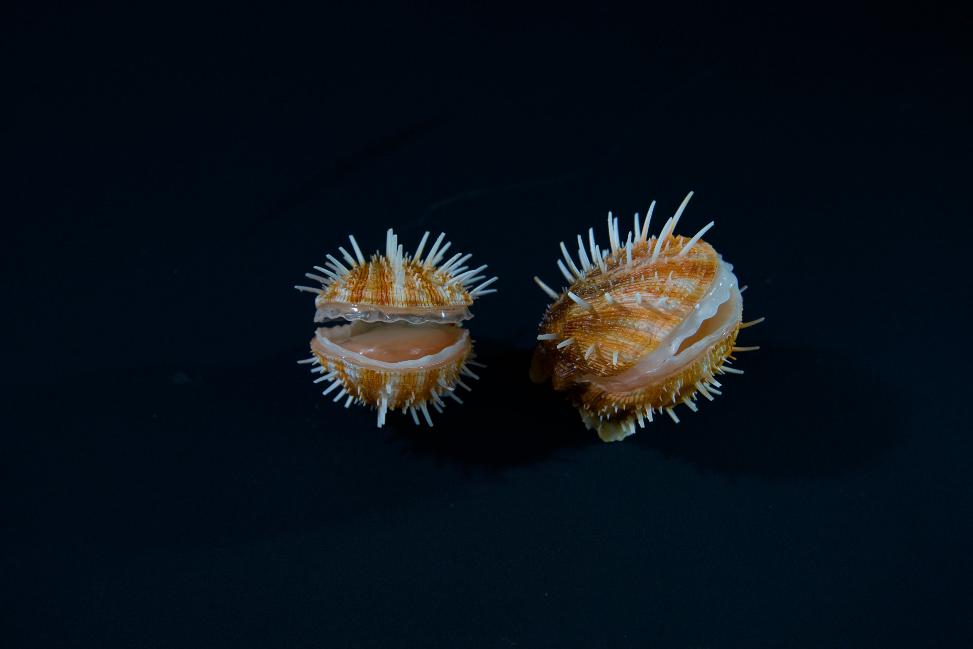 Muscheln • Sea shells  Hyotissa semiplana •  Inoceramus sp. • Neithea sp. • Pinna decussata • Pycnodonte vesiculares • Spondylus sp. • natural size 
