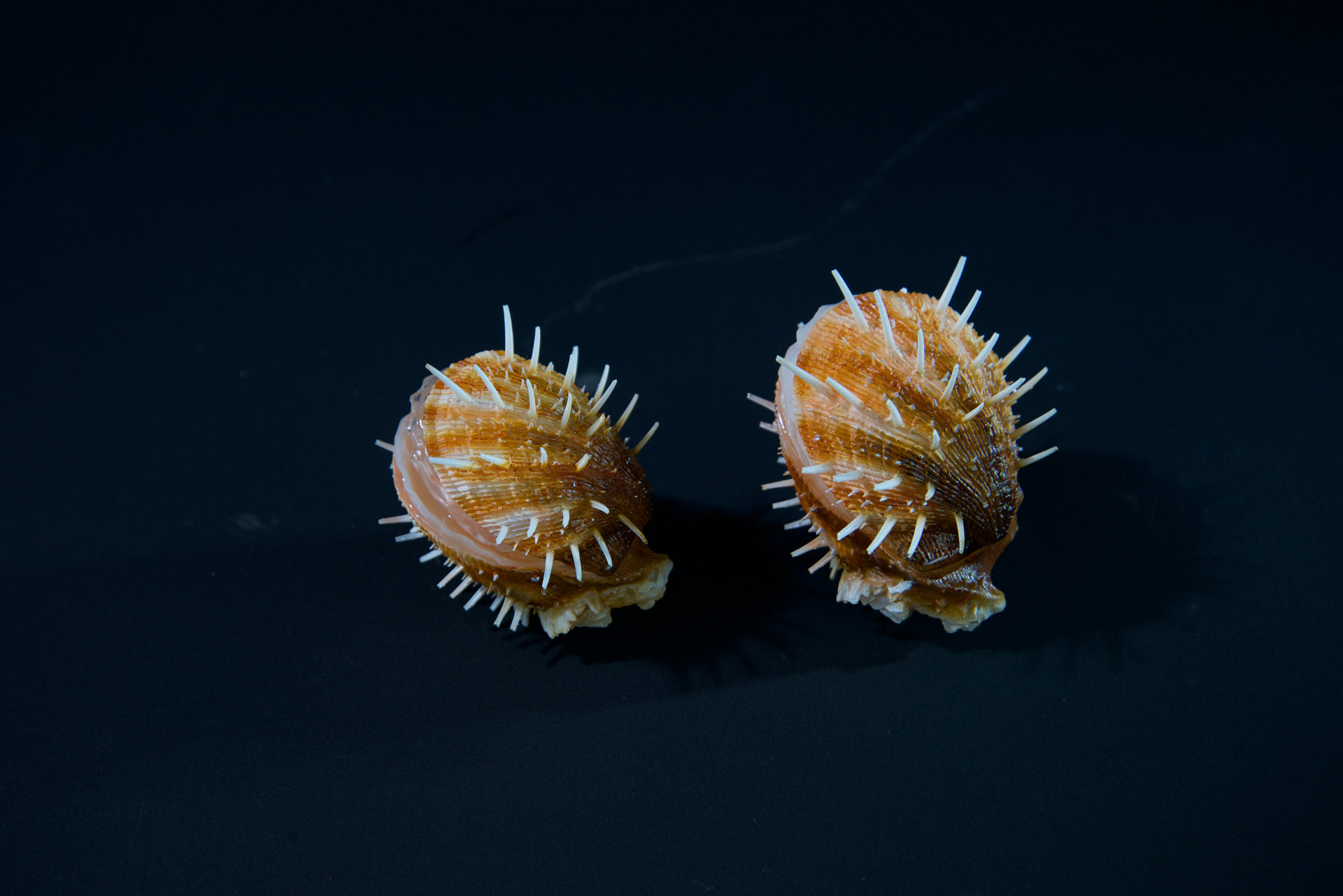 Muscheln • Sea shells  Hyotissa semiplana •  Inoceramus sp. • Neithea sp. • Pinna decussata • Pycnodonte vesiculares • Spondylus sp. • natural size 