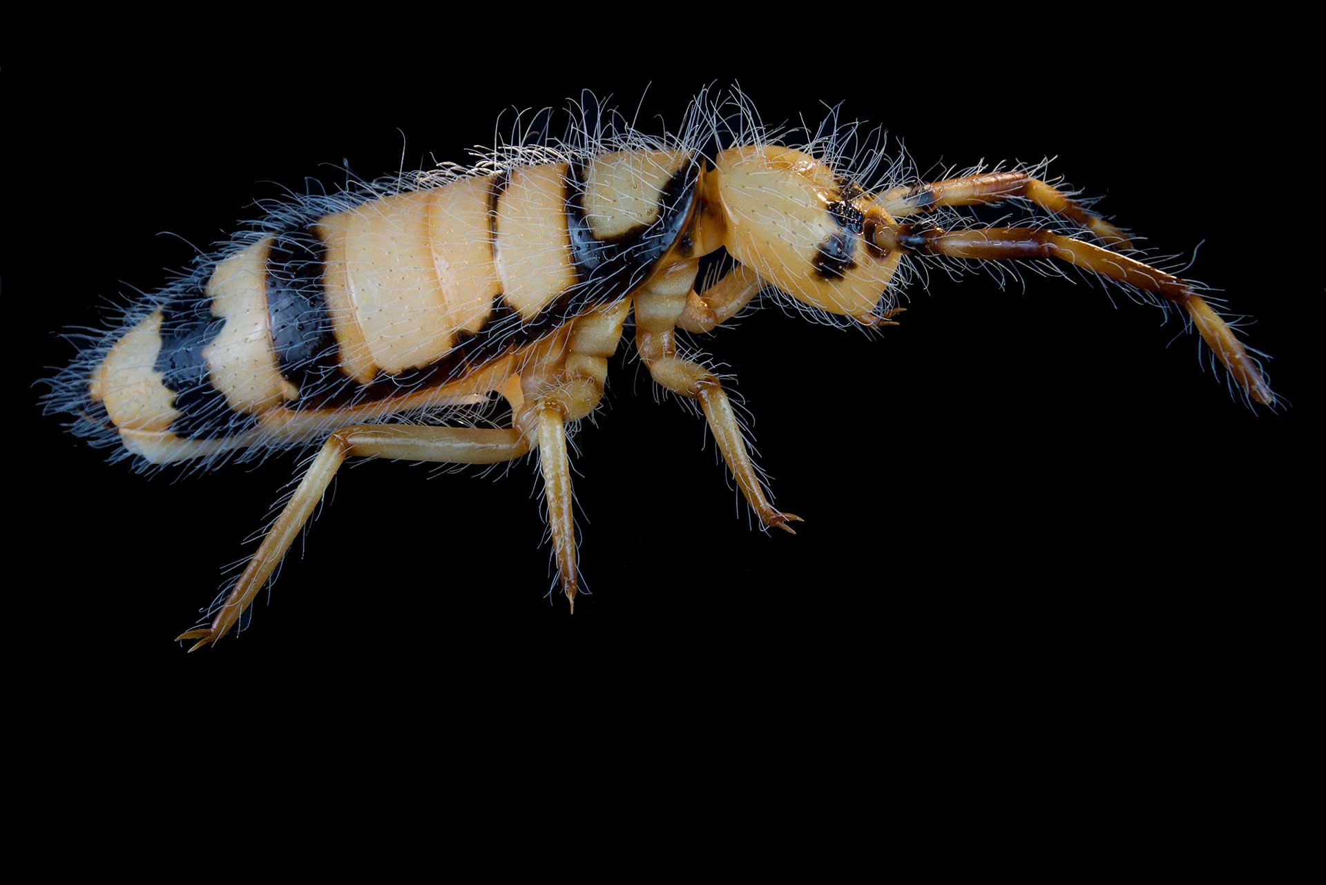 Springschwanz • Springtail • Collembola - 60 cm 