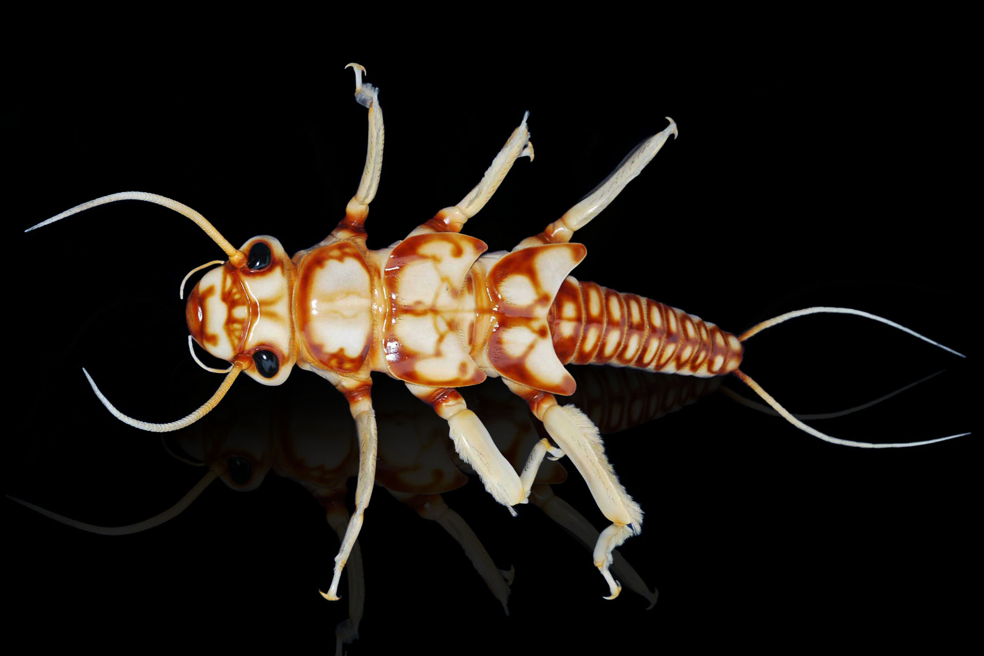 Steinfliegenlarven • Stoneflies • Plecoptera - 60 cm