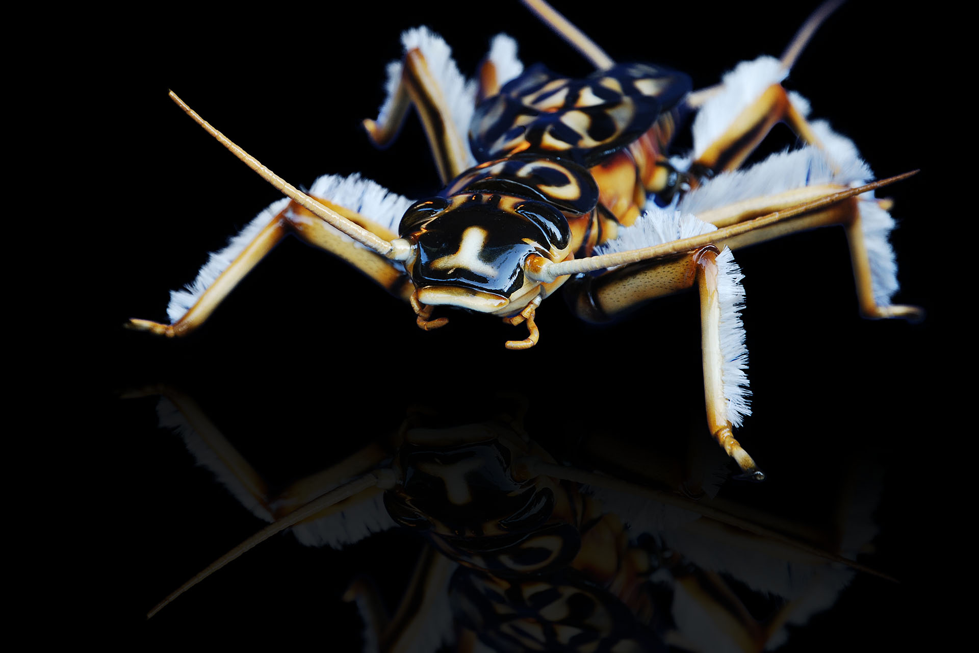 Steinfliegenlarven • Stoneflies • Plecoptera - 60 cm