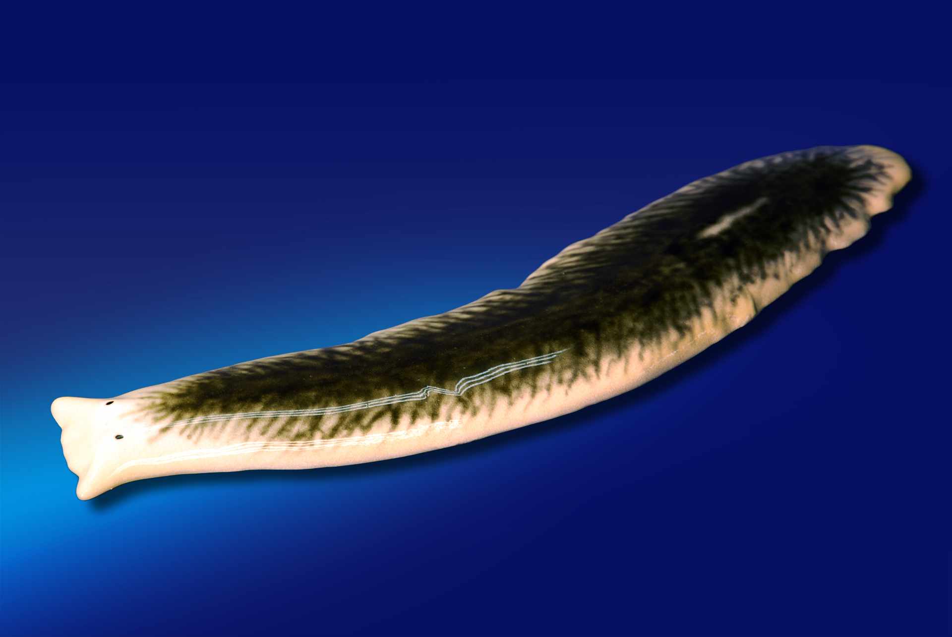 Strudelwurm • Flatworm • Turbellaria - 50 cm 