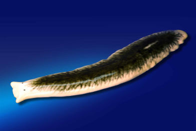 Strudelwurm • Flatworm • Turbellaria - 50 cm