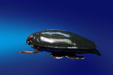  Taumelkaefer - Gyrinidae - Whirligig beetle