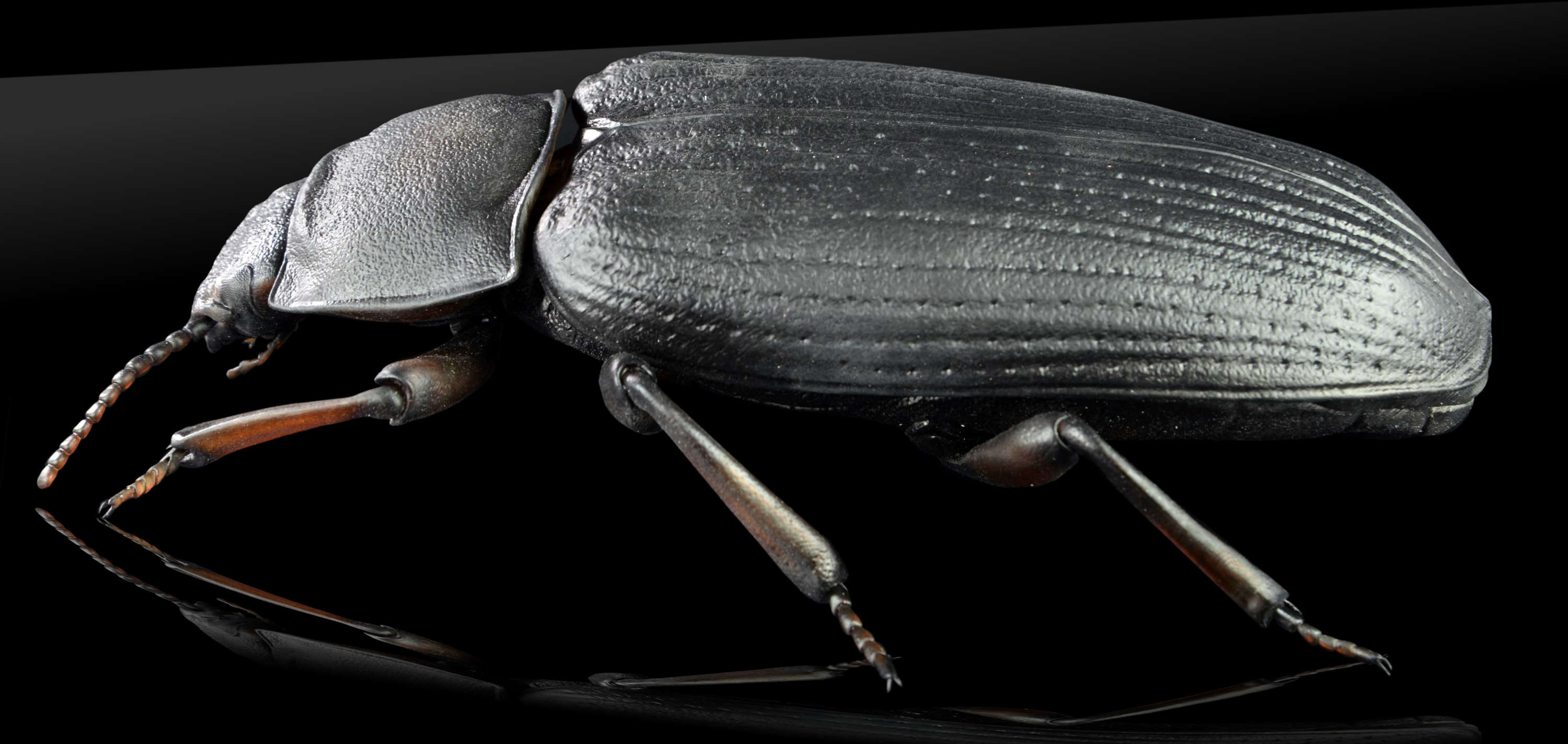 Mehlkäfer • Yellow mealworm beetle • Tenebrio molitor&nbsp;- 40 cm 