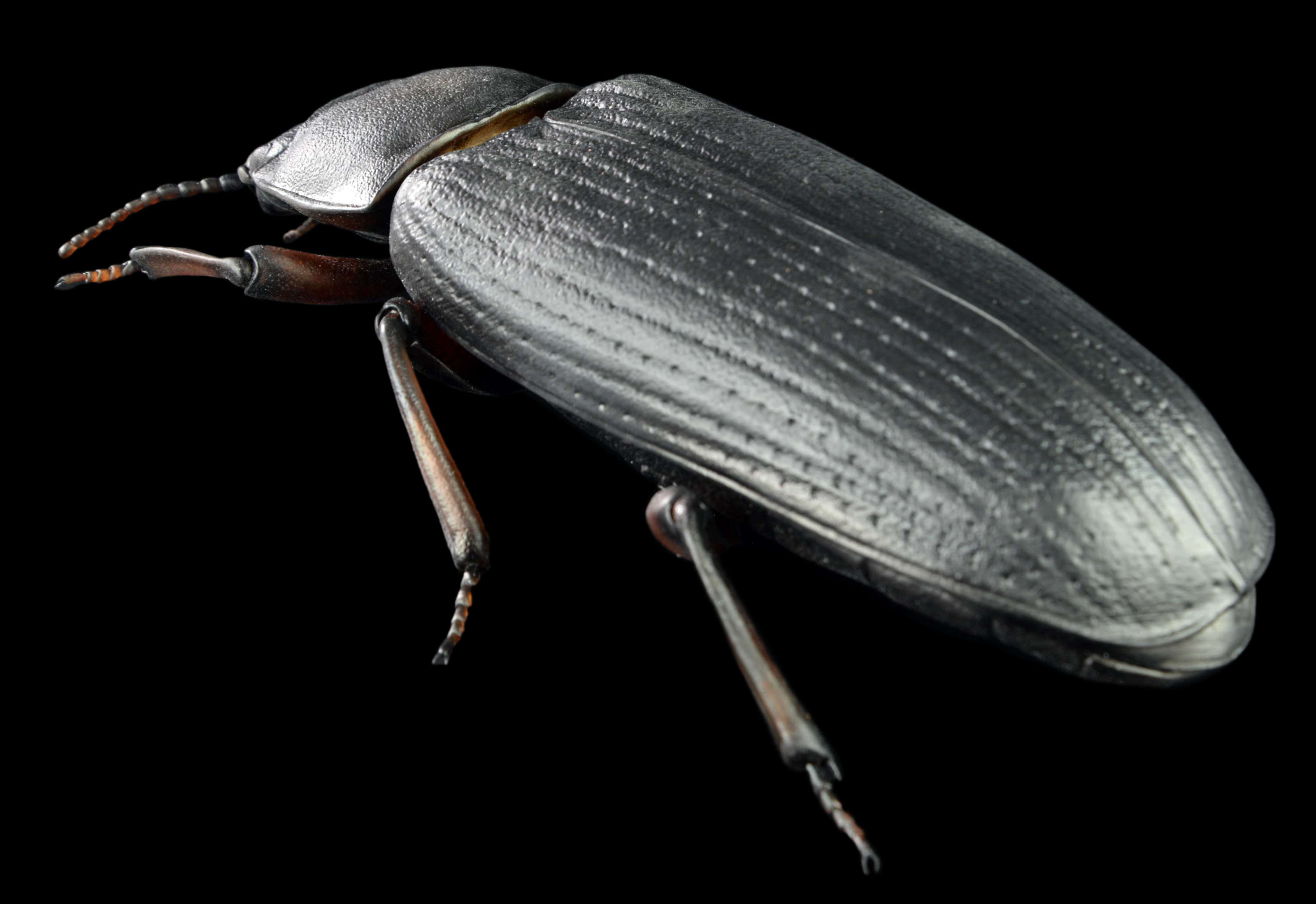 Mehlkäfer • Yellow mealworm beetle • Tenebrio molitor&nbsp;- 40 cm 