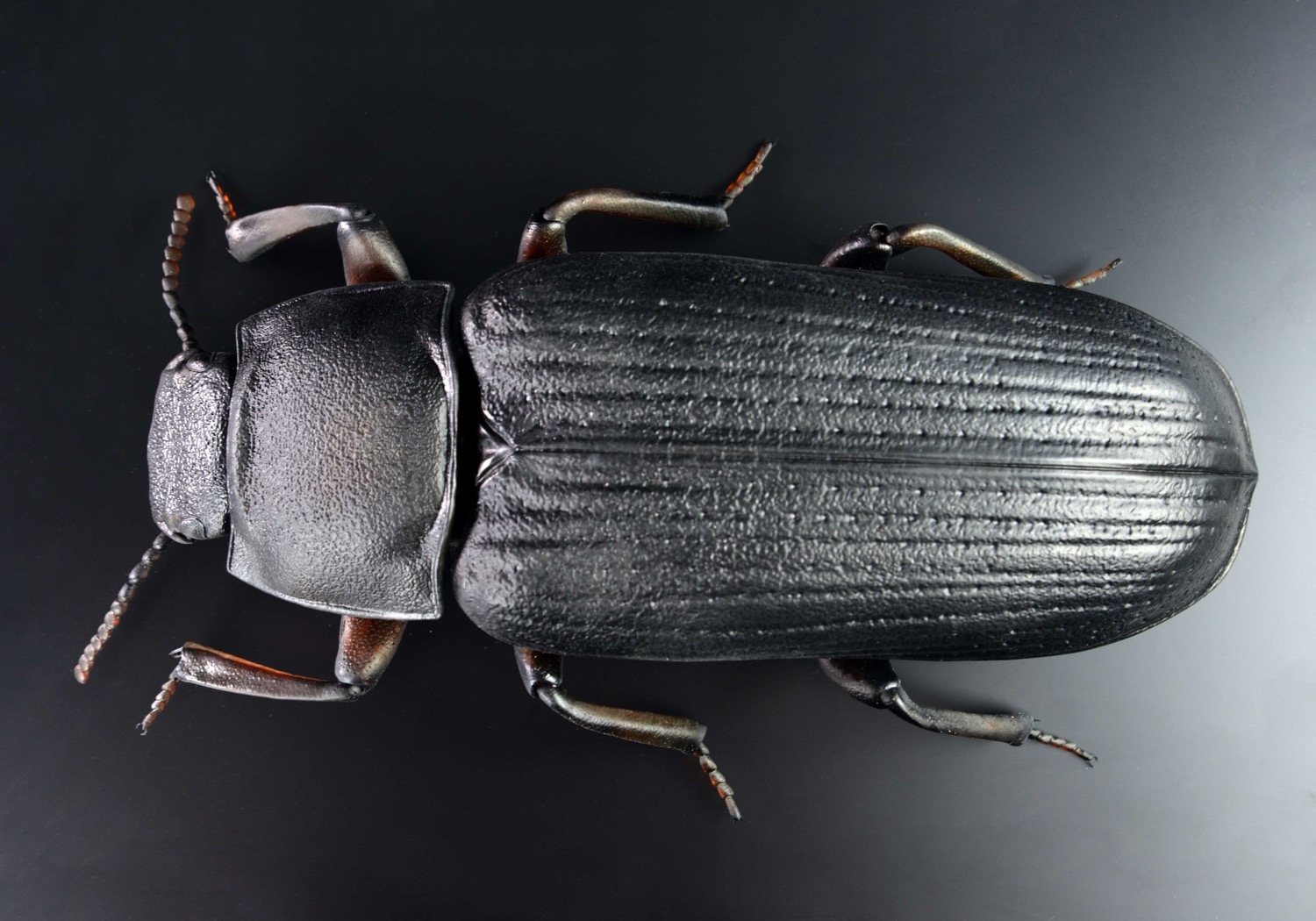 Mehlkäfer • Yellow mealworm beetle • Tenebrio molitor&nbsp;- 40 cm 