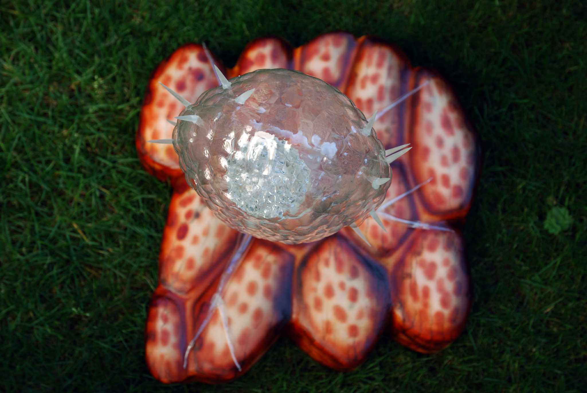 Schalenamöbe • Thecamoebe • Thecamoebe - 40 cm 