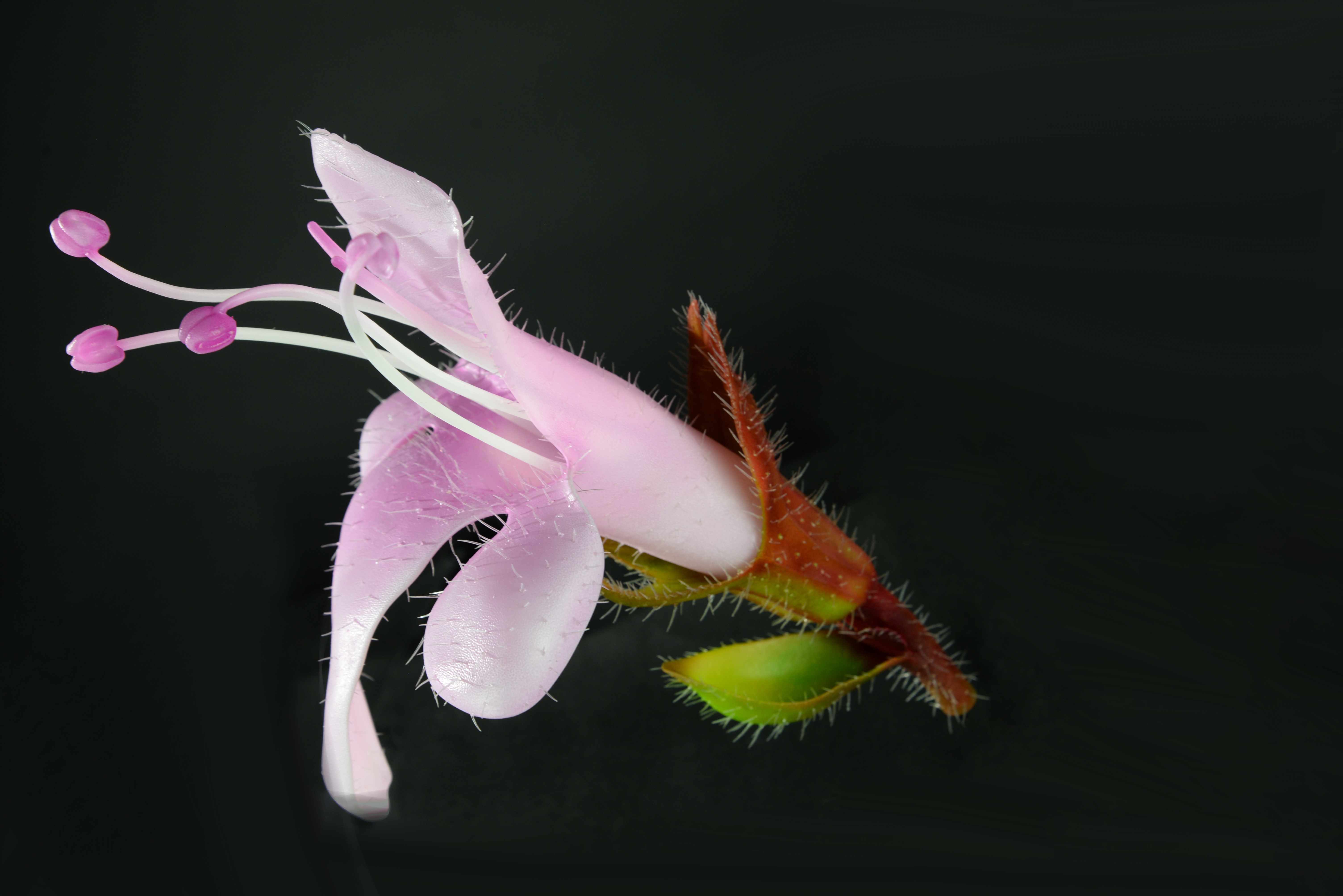 Thymianblüte • Thamian Blossom • Thymus serpyllum - 250 mm 