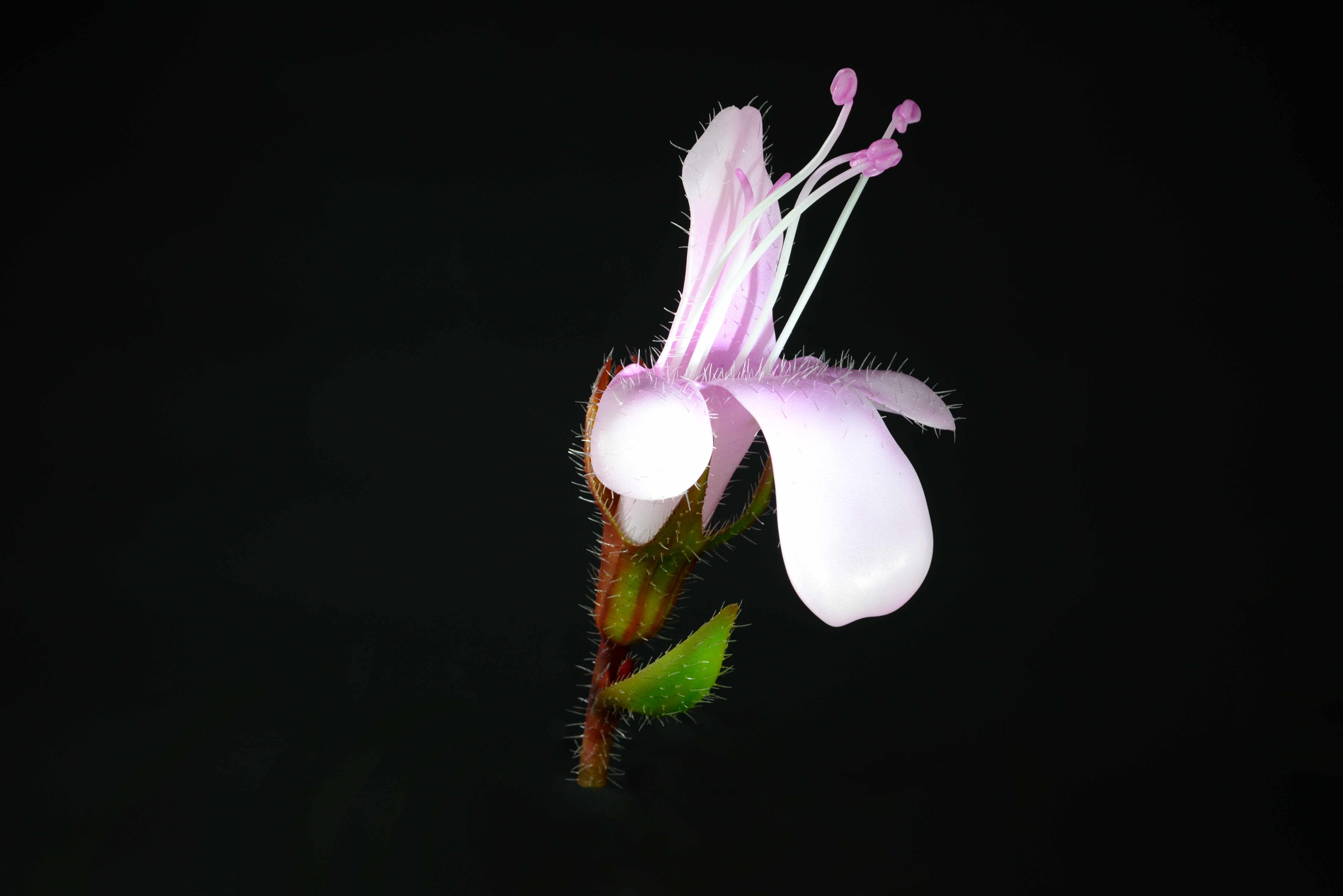 Thymianblüte • Thamian Blossom • Thymus serpyllum - 250 mm 