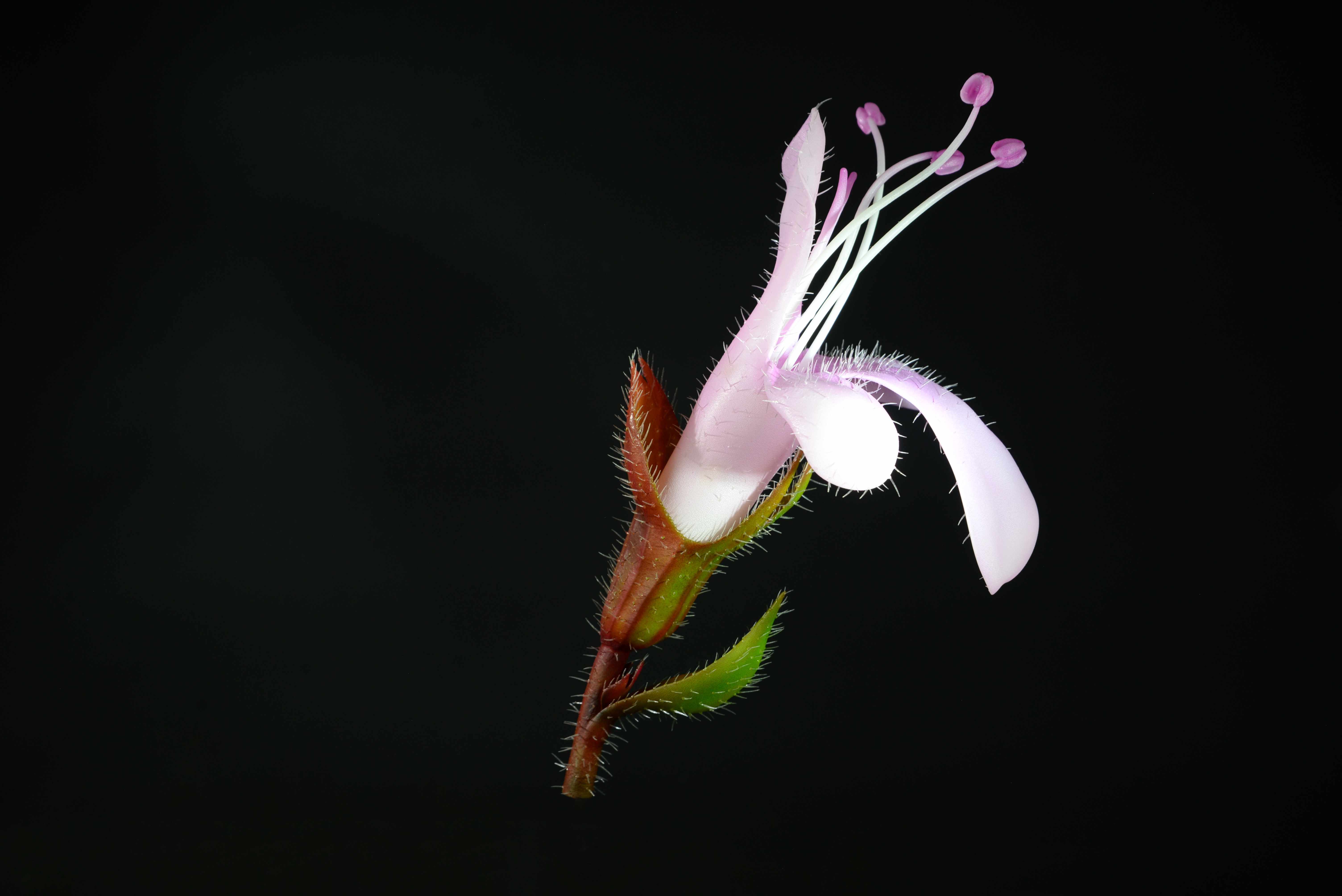 Thymianblüte • Thamian Blossom • Thymus serpyllum - 250 mm 