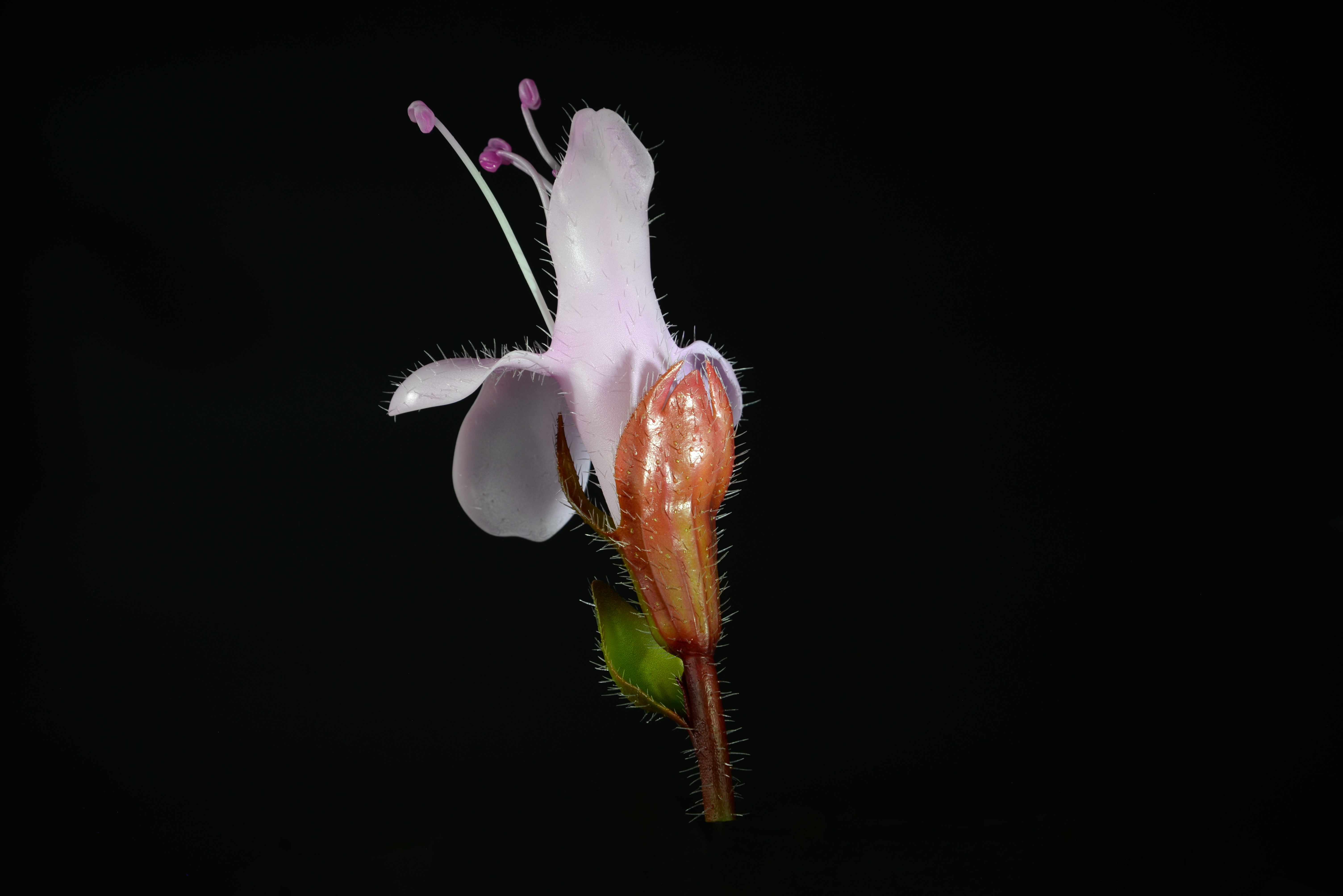Thymianblüte • Thamian Blossom • Thymus serpyllum - 250 mm 