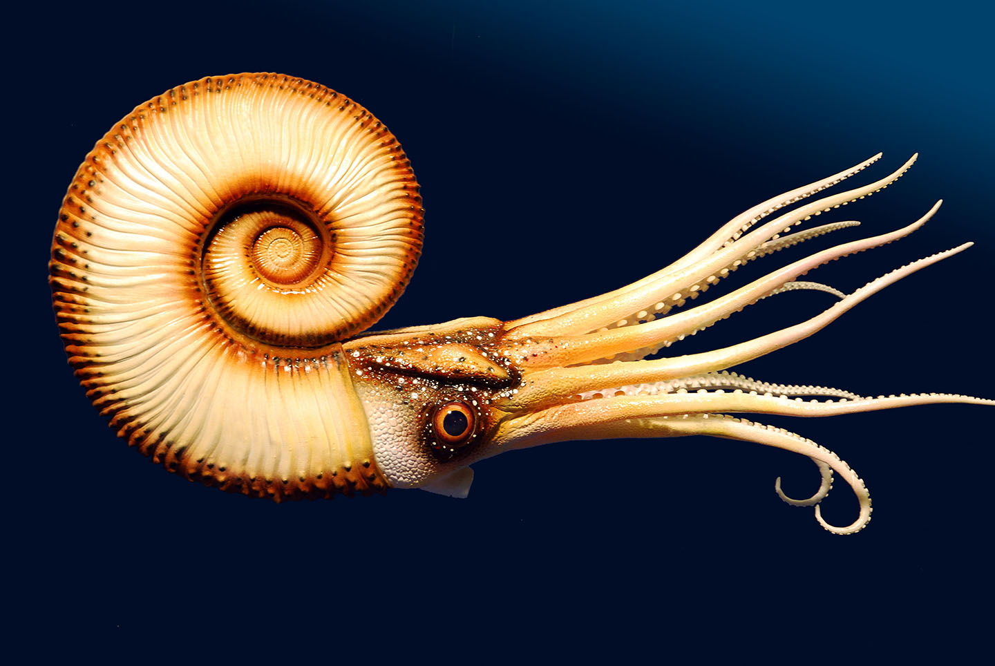 Trachyceras • Trachyceras • Trachyceras - 50 cm 