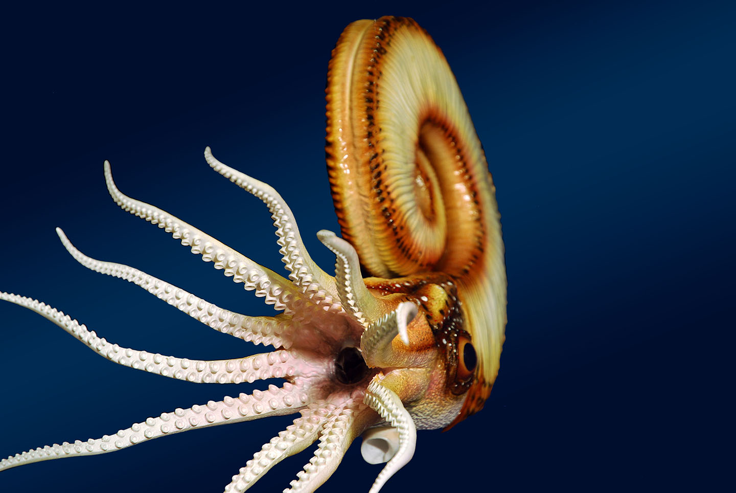 Trachyceras • Trachyceras • Trachyceras - 50 cm 