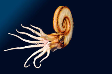 Trachyceras • Trachyceras • Trachyceras - 50 cm