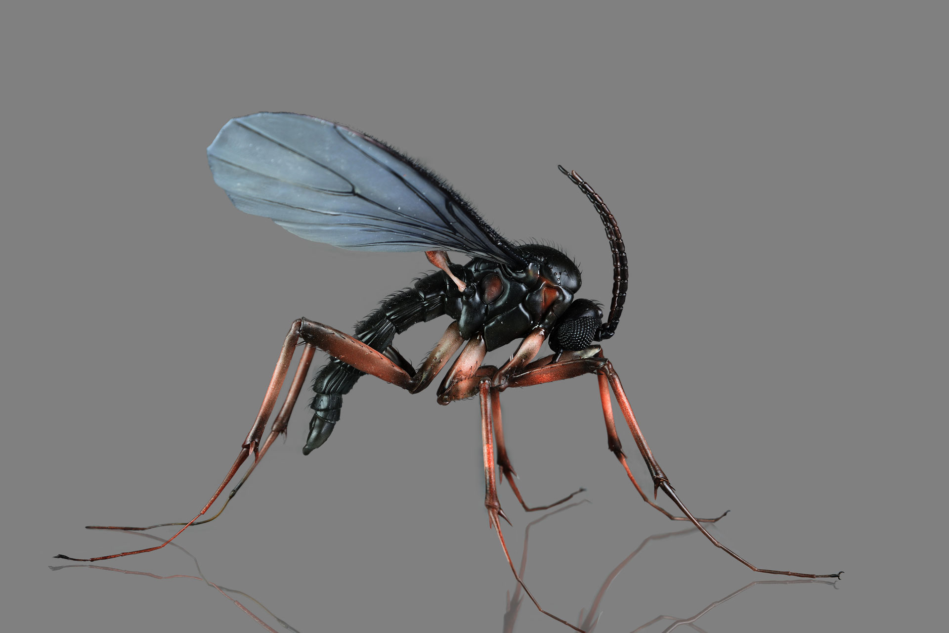 Trauermücke • Dark-winged fungus gnats • Sciaridae - 30 cm 