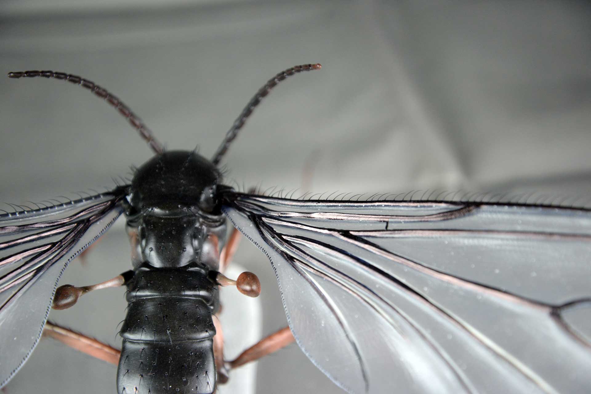 Trauermücke • Dark-winged fungus gnats • Sciaridae - 30 cm 