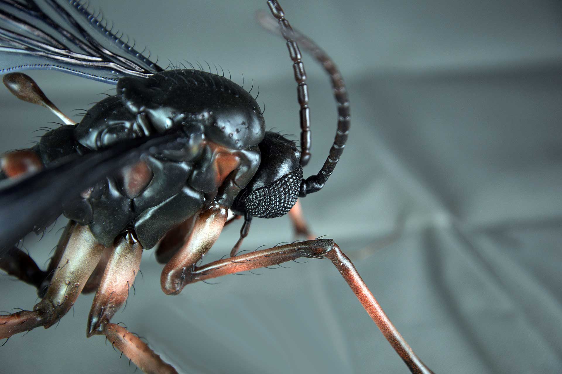 Trauermücke • Dark-winged fungus gnats • Sciaridae - 30 cm 