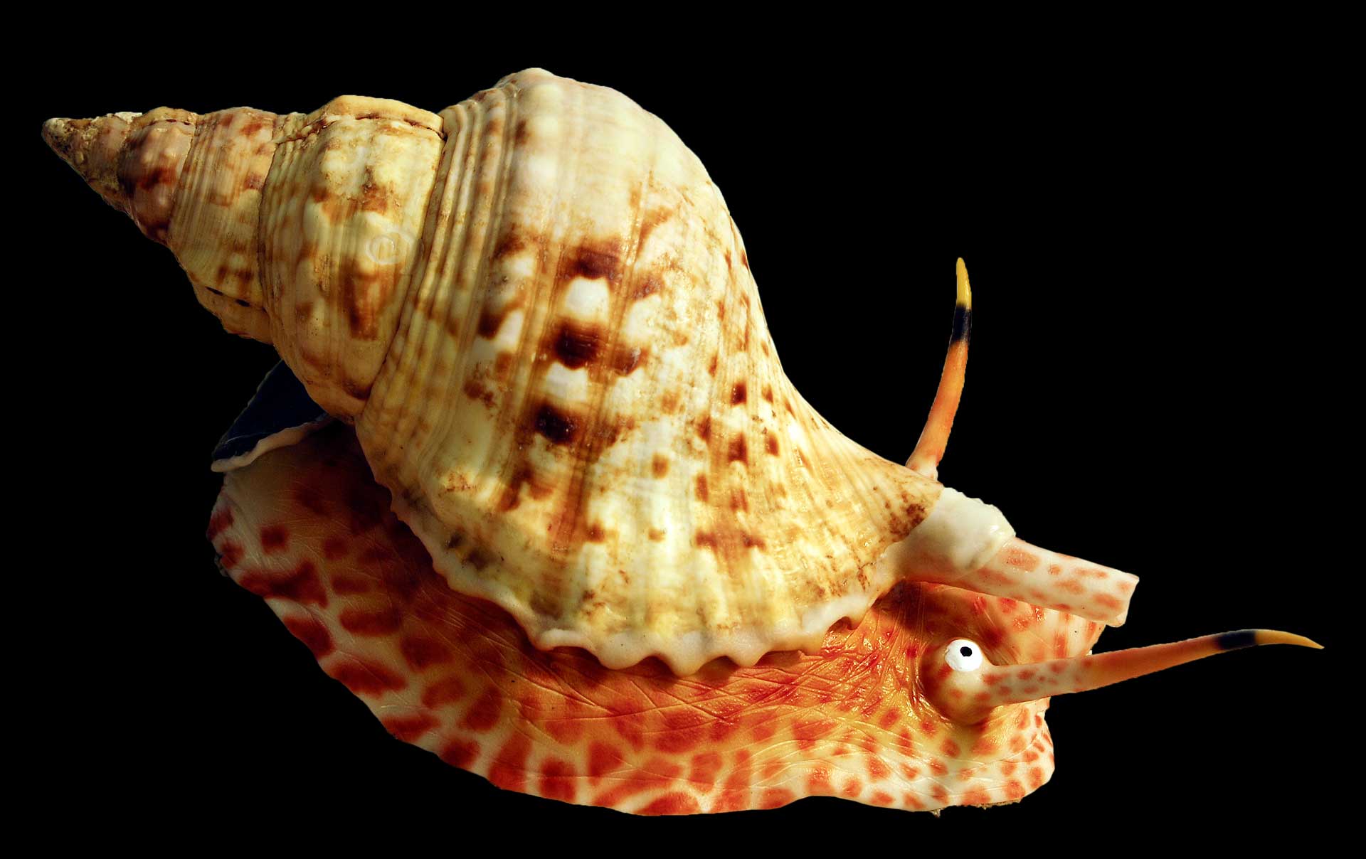 Tritonshorn-Charonia