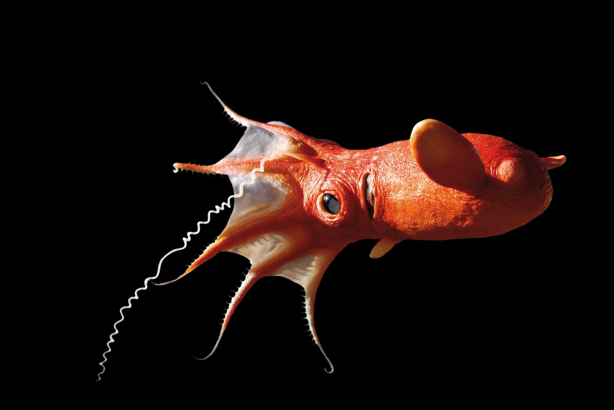 Vampyropoda - 120 cm