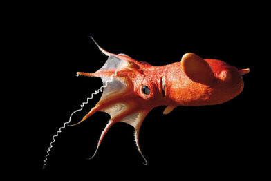 Vampyropoda • Vampyropoda • Vampyropoda - 120 cm