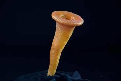 Schwamm • Sponge • Aulaxiana - 30 cm