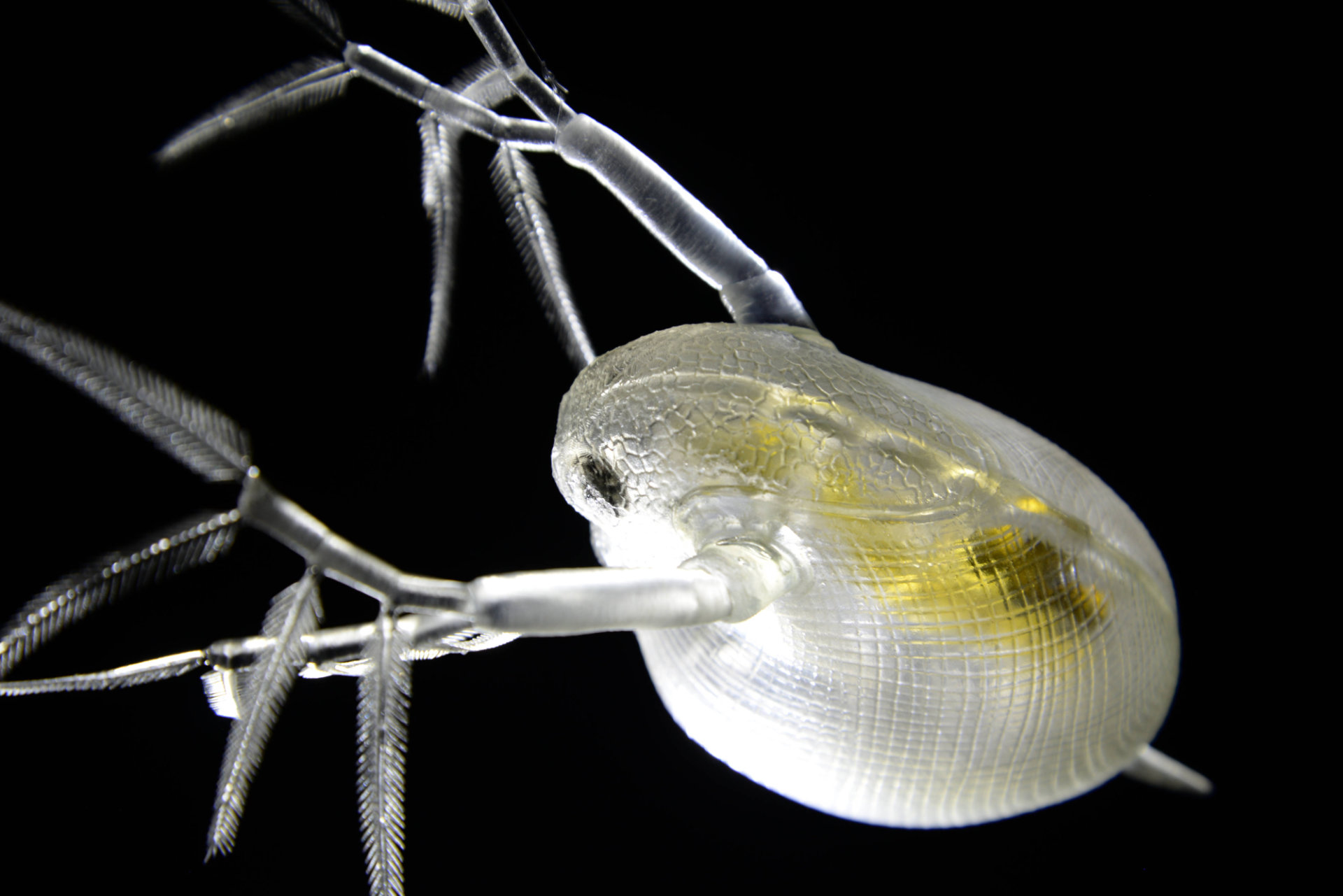 Wasserschlauch und Wasserfloh • Bladderwort an Water flea • Utricularia sp. und Daphnia sp - 850 mm 