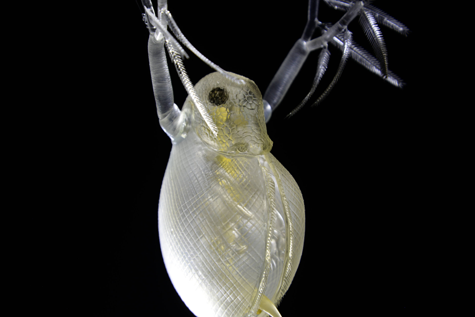 Wasserschlauch und Wasserfloh • Bladderwort an Water flea • Utricularia sp. und Daphnia sp - 850 mm 