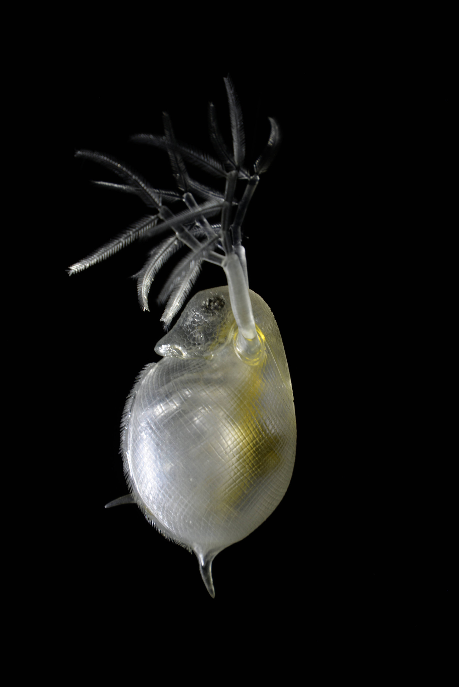 Wasserschlauch und Wasserfloh • Bladderwort an Water flea • Utricularia sp. und Daphnia sp - 850 mm 