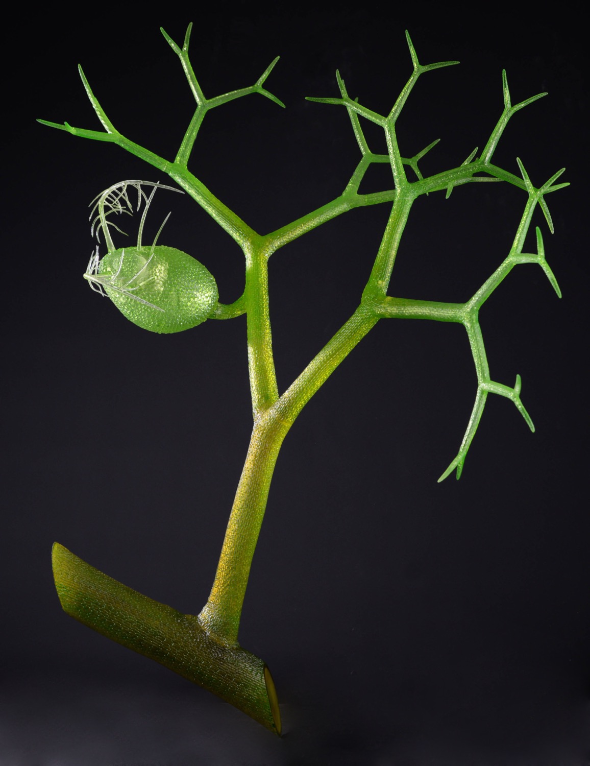 Wasserschlauch und Wasserfloh • Bladderwort an Water flea • Utricularia sp. und Daphnia sp - 850 mm 