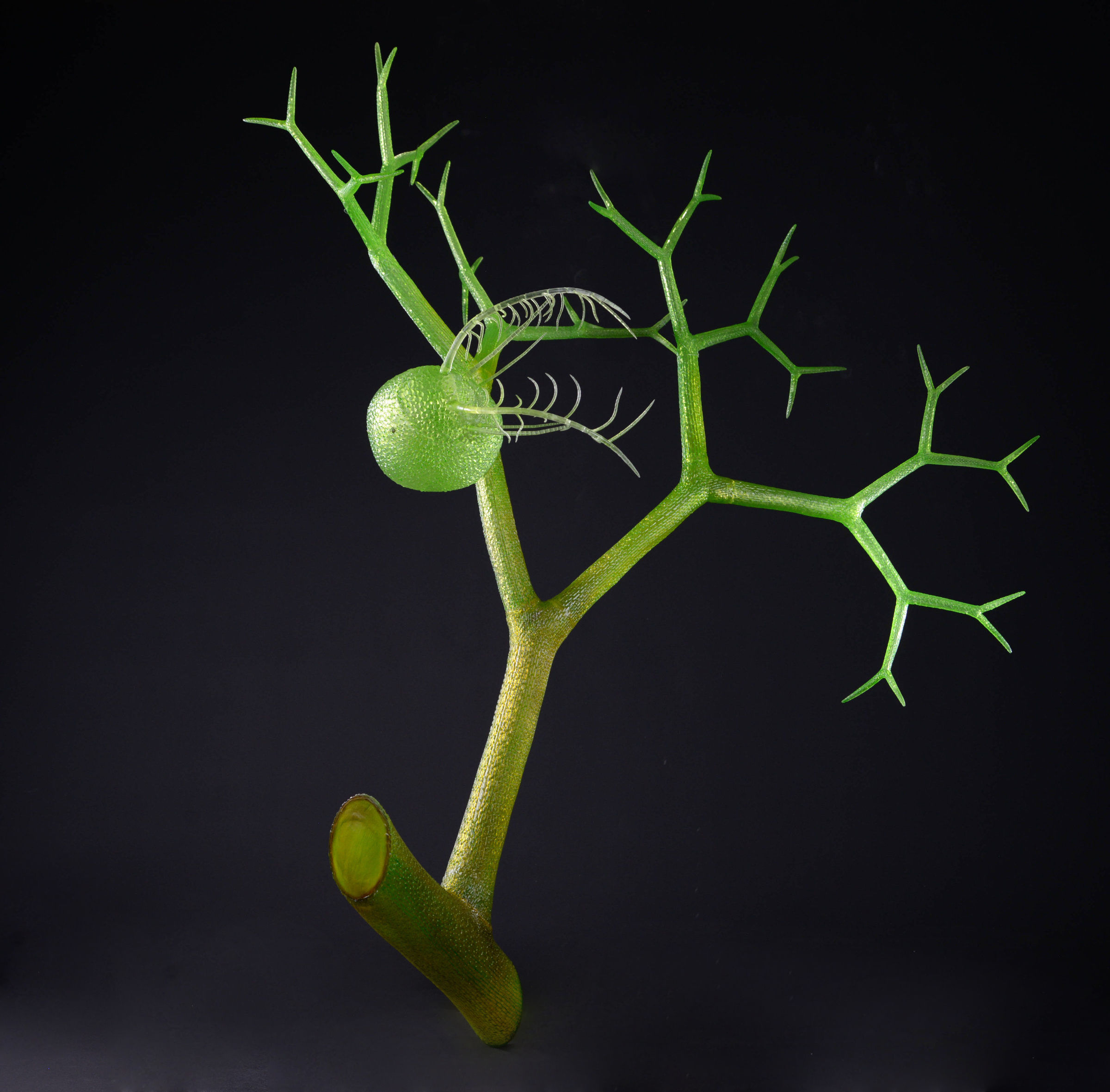 Wasserschlauch und Wasserfloh • Bladderwort an Water flea • Utricularia sp. und Daphnia sp - 850 mm 