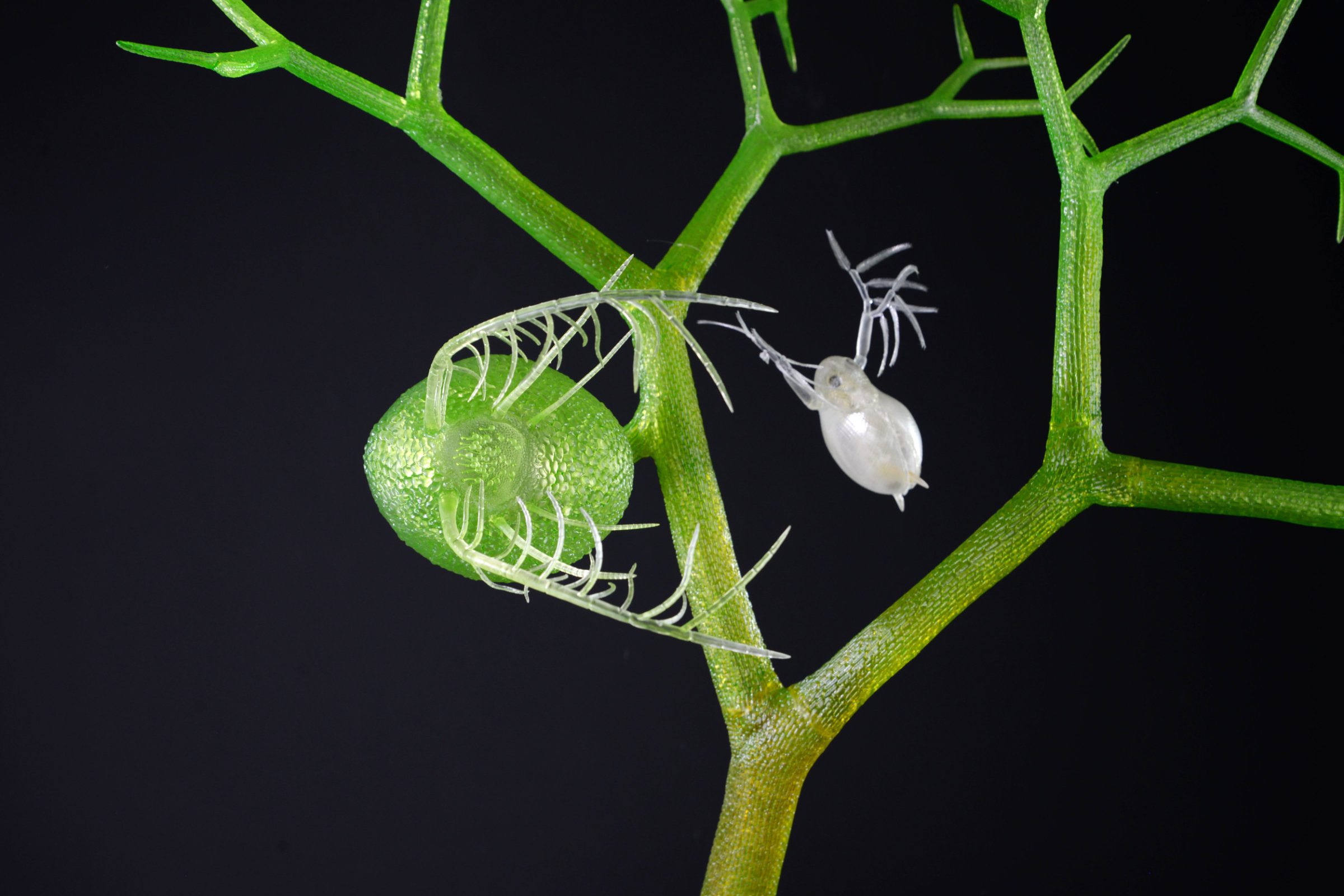 Wasserschlauch und Wasserfloh • Bladderwort an Water flea • Utricularia sp. und Daphnia sp - 850 mm 