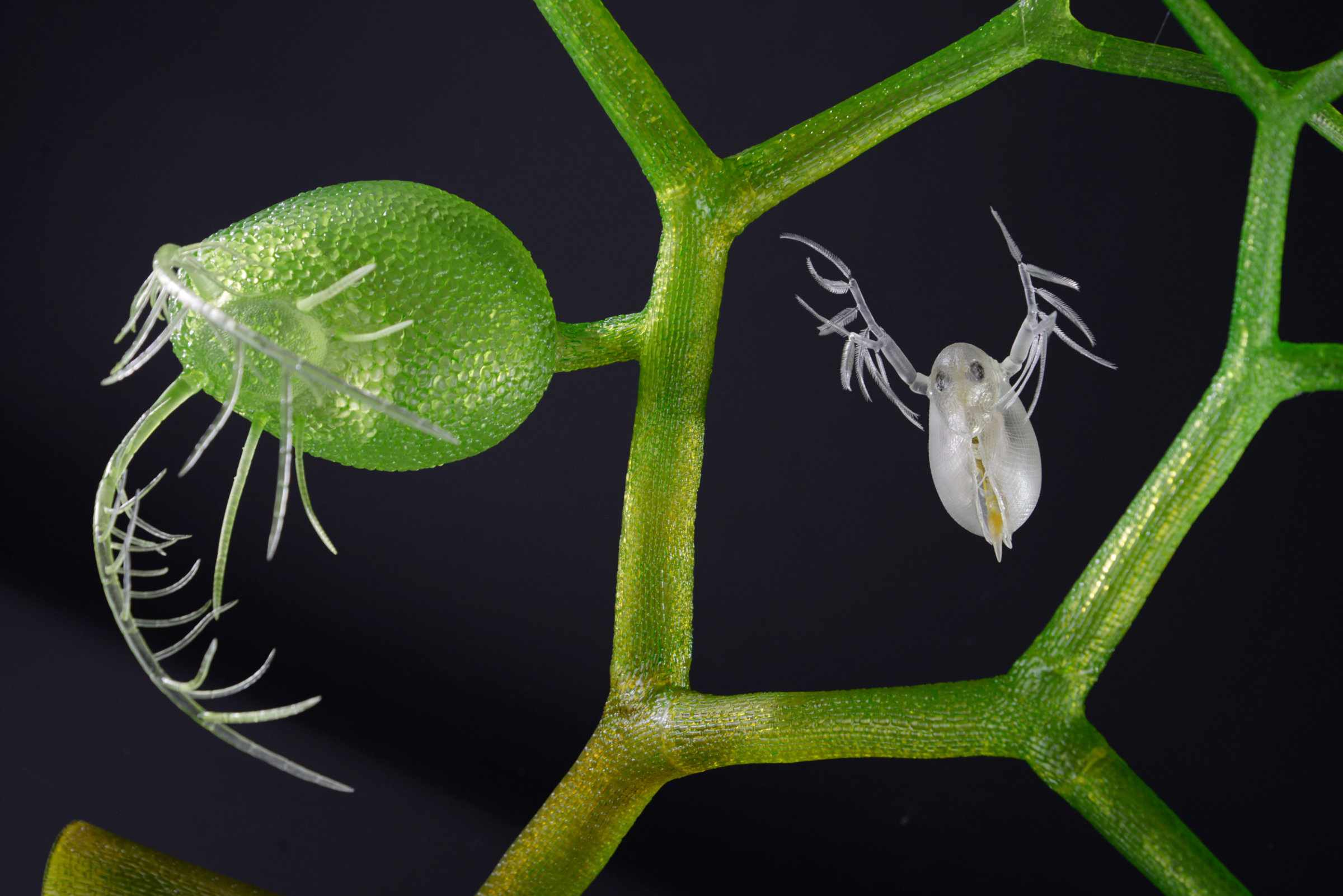 Wasserschlauch und Wasserfloh • Bladderwort an Water flea • Utricularia sp. und Daphnia sp - 850 mm 