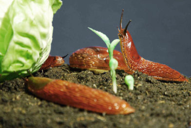 Spanische Wegschnecke • Spanish slug • Arion vulgaris - natural size