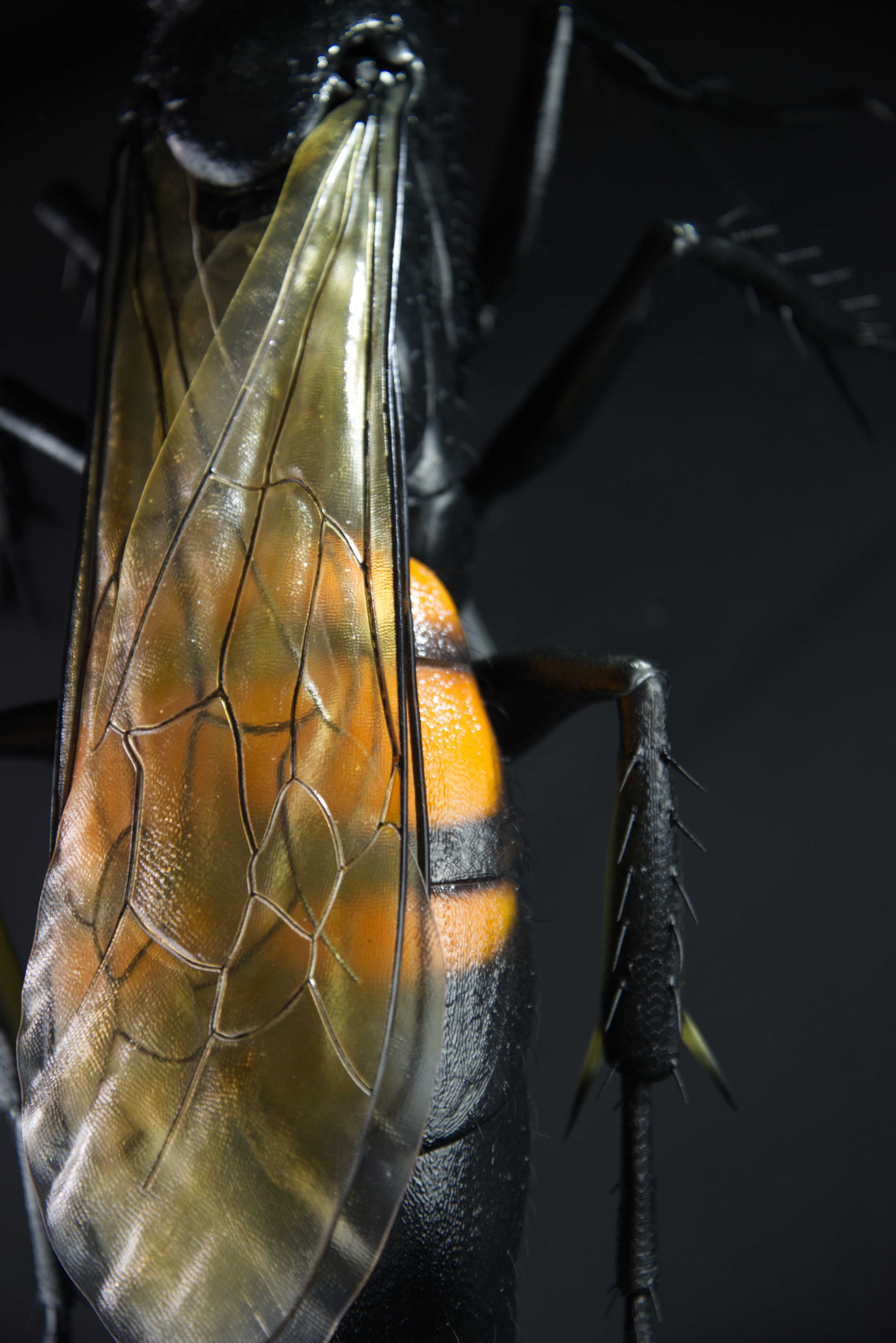 Frühlings-Wegwespe • Black-banded spider wasp • Anoplius viaticus - 60 cm 