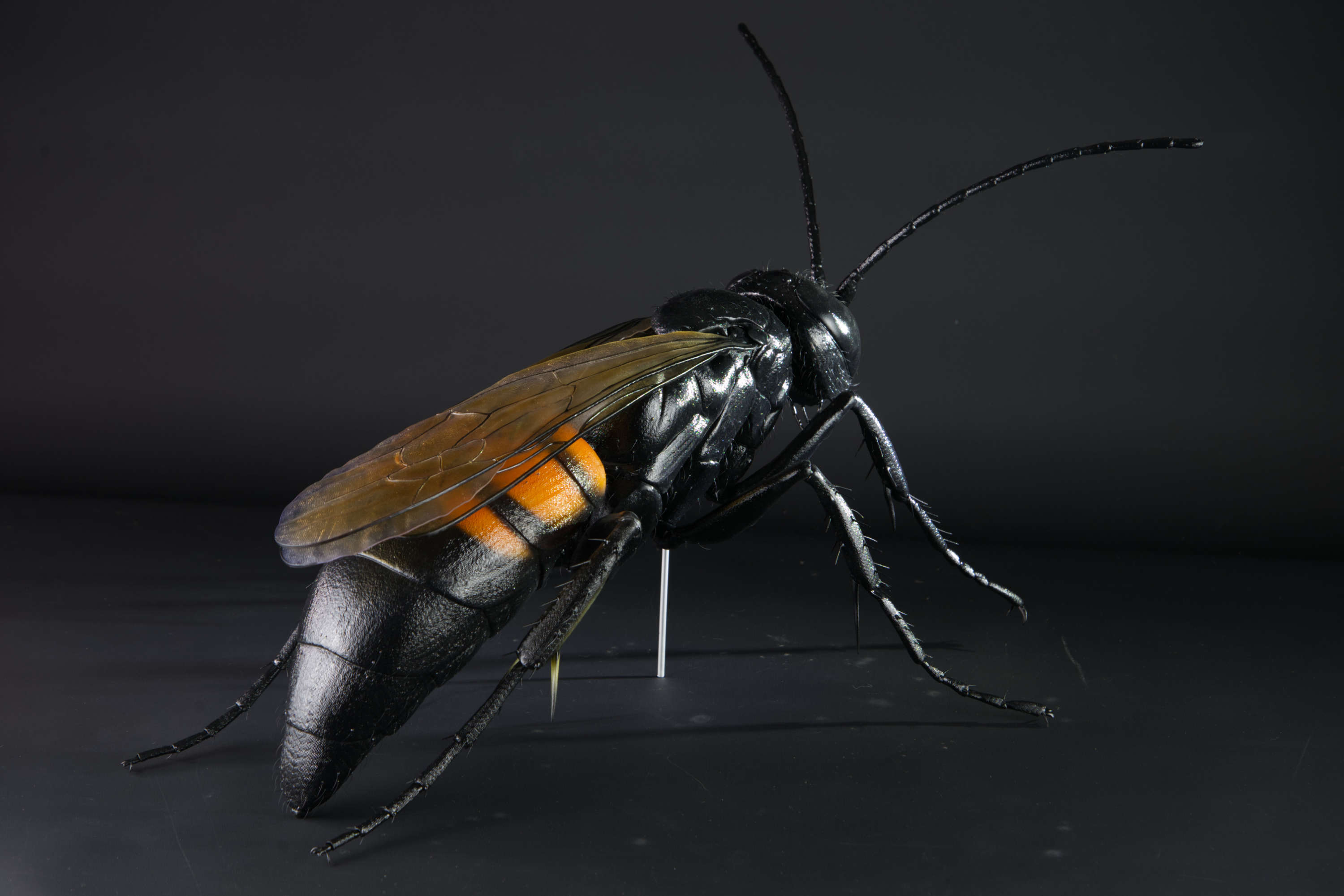 Frühlings-Wegwespe • Black-banded spider wasp • Anoplius viaticus - 60 cm 