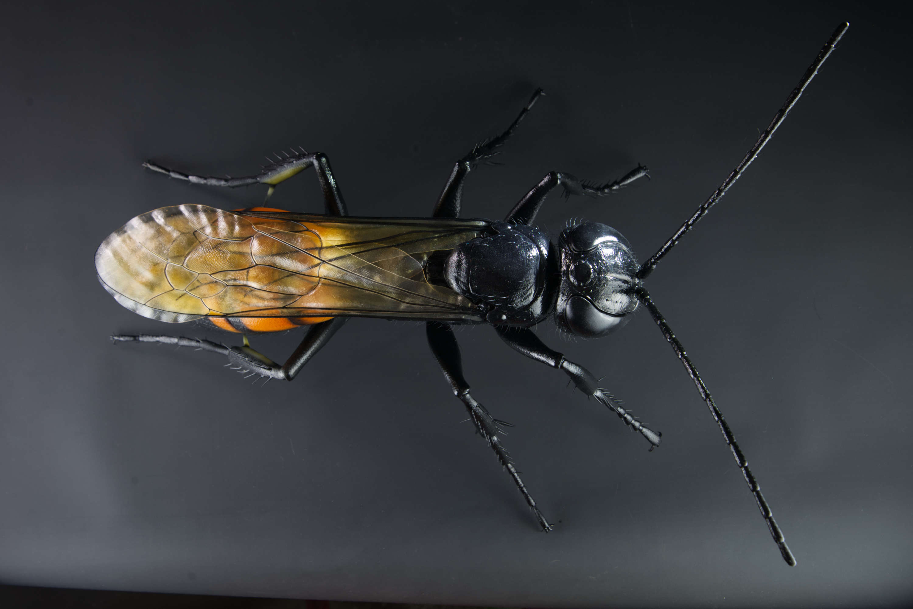 Frühlings-Wegwespe • Black-banded spider wasp • Anoplius viaticus - 60 cm 