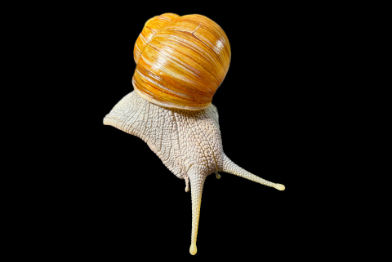 Weinbergschnecke • Roman snail • Helix pomatia - 3x enlarged