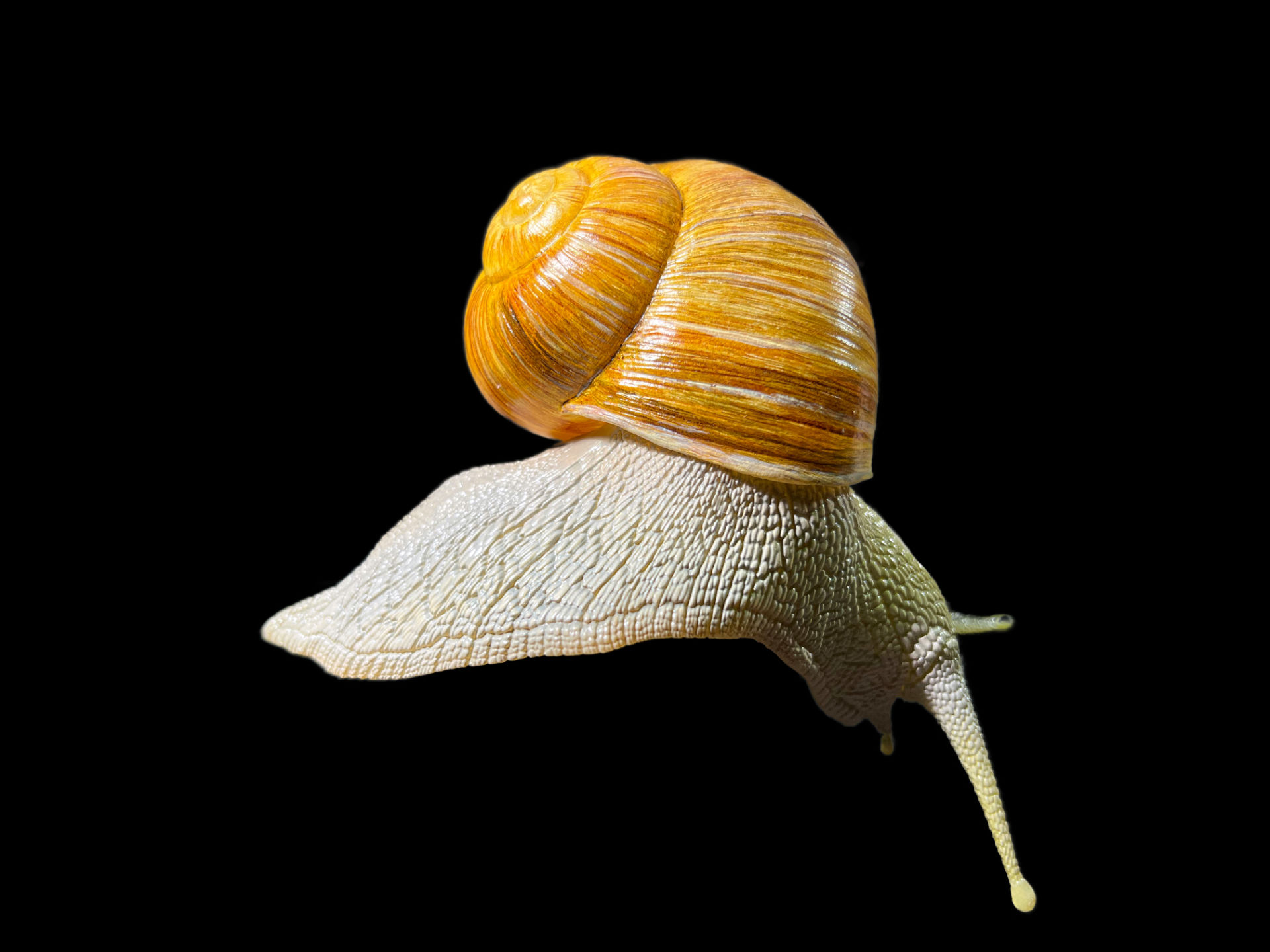 Weinbergschnecke • Roman snail • Helix pomatia - 3x enlarged 