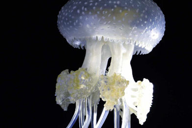 Wurzelmundqualle • White-spotted jellyfish • Phyllorhiza punctata - ø 38 cm