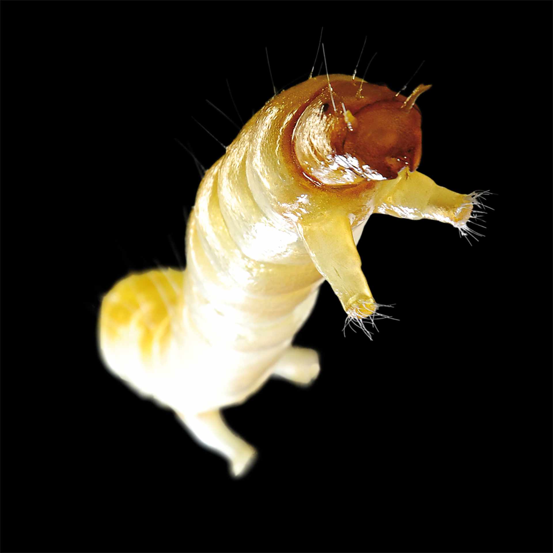 Zuckmückenlarve • Nonbiting midges larvae • Chironomidae larvae - 35 cm 