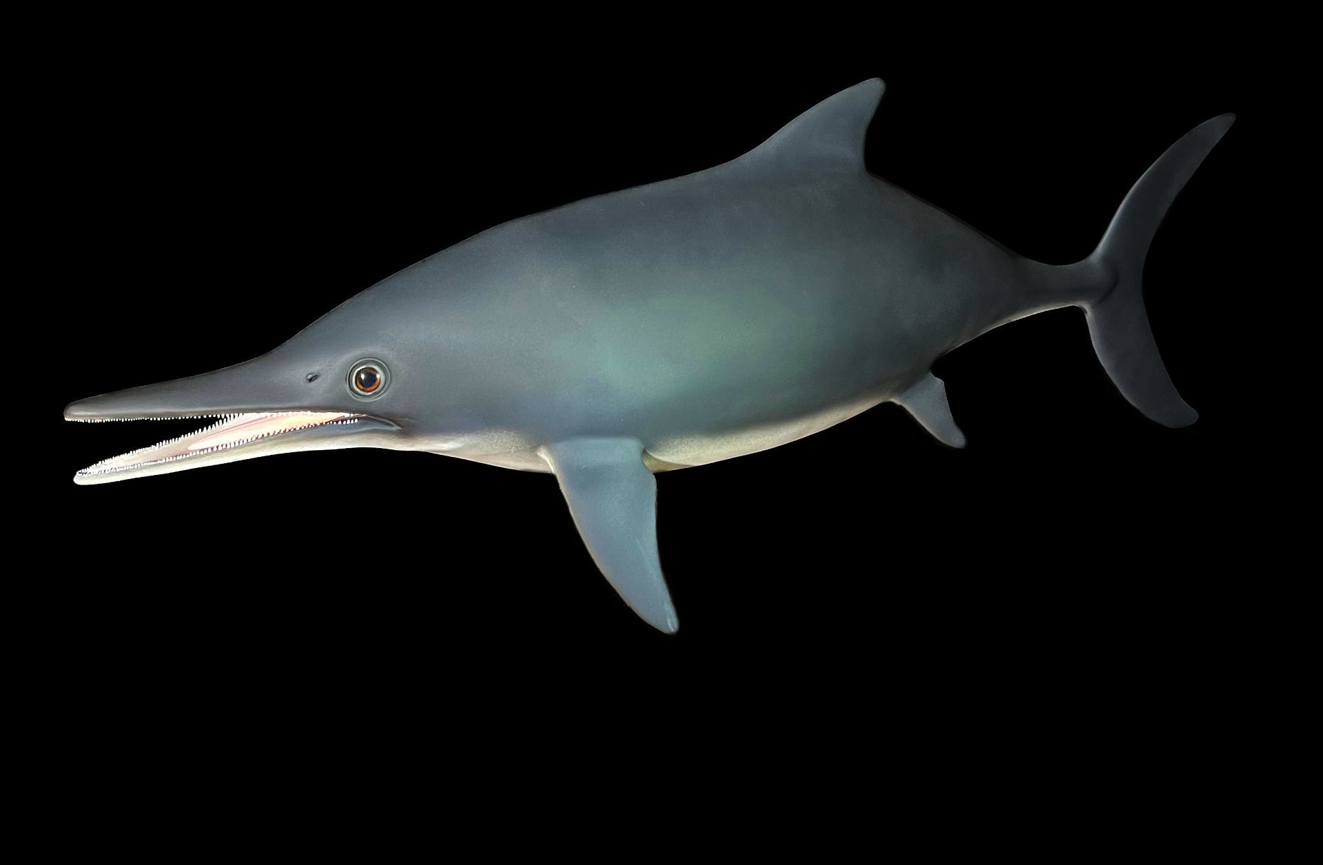 Fischsaurier • Fish dinosaur •&nbsp;Stenopterygius megacephalus - natural size 