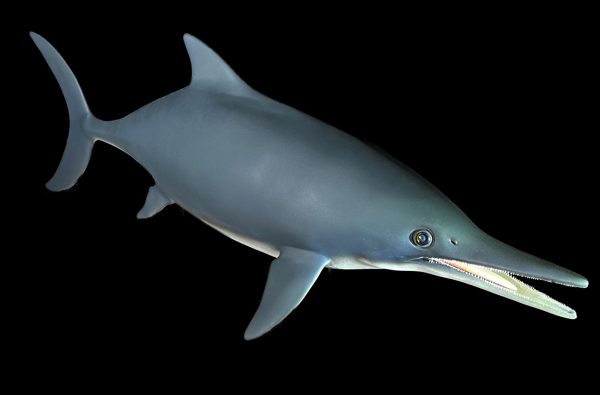 Fischsaurier • Fish dinosaur •&nbsp;Stenopterygius megacephalus - natural size 